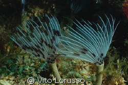 Worms - Sabella penicillus by Vito Lorusso 